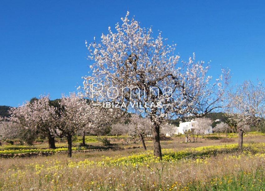 casa pouas ibiza-2almond trees