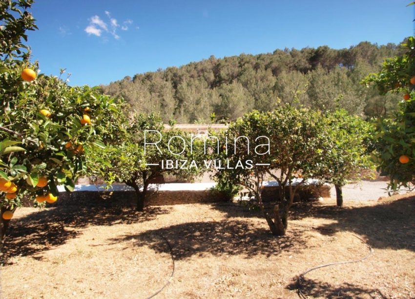 casa vergel ibiza-2orange trees