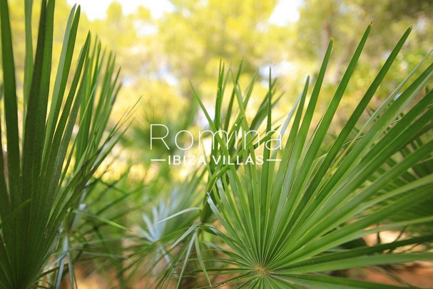 romina-ibiza-villas-rv-893-81-villa-mimosa-2palm leaves